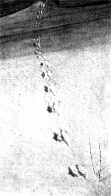 Жизнь леса i_092.jpg