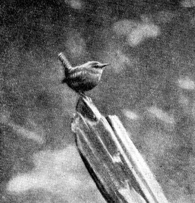 Жизнь леса i_016.jpg