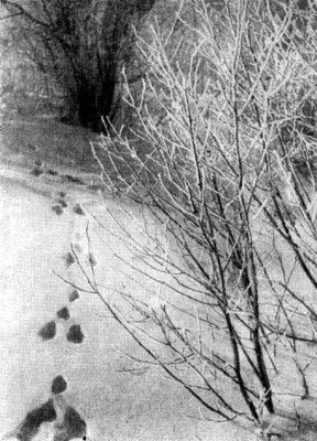 Жизнь леса i_024.jpg