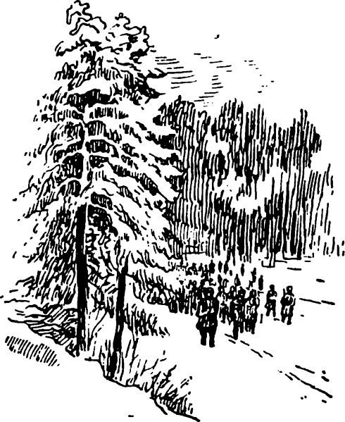 Тайна Соколиного бора i_003.jpg