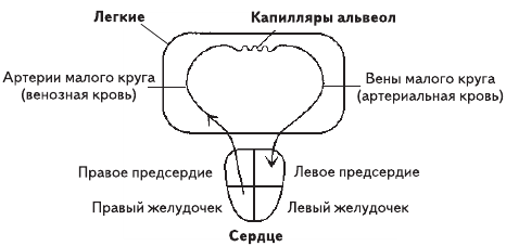 Единственная правда об астме i_001.png
