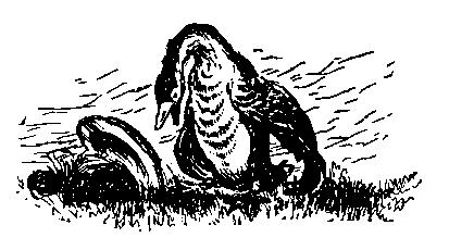 Храбрый Азмун. Амурские сказки pic_17.png