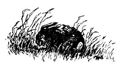 Храбрый Азмун. Амурские сказки pic_24.png