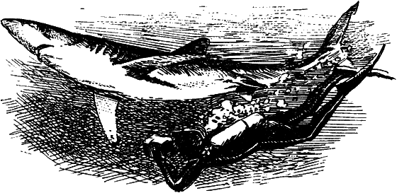 Могучий властелин морей. Чтобы не было в море тайн i_006.png