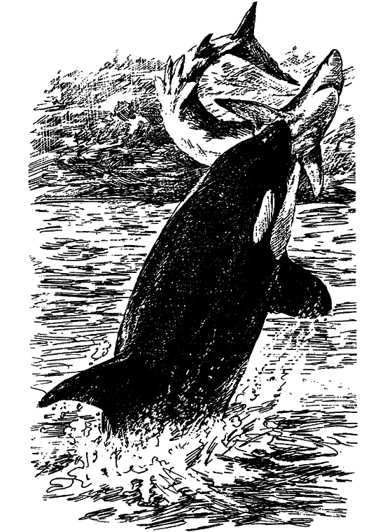 Могучий властелин морей. Чтобы не было в море тайн i_015.png