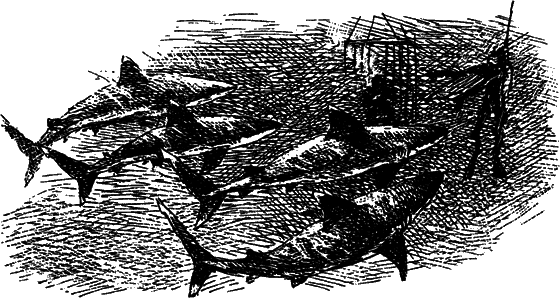 Могучий властелин морей. Чтобы не было в море тайн i_022.png