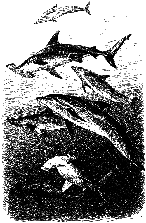 Могучий властелин морей. Чтобы не было в море тайн i_046.png