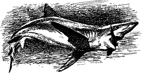 Могучий властелин морей. Чтобы не было в море тайн i_010.png