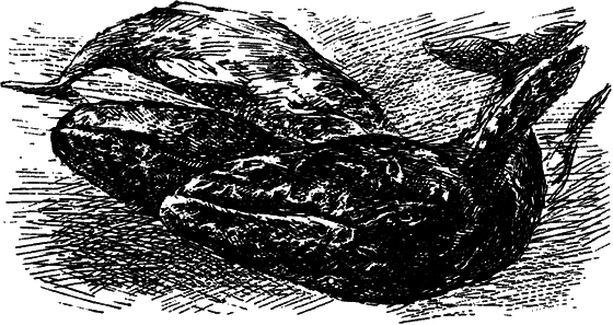 Могучий властелин морей. Чтобы не было в море тайн i_058.png