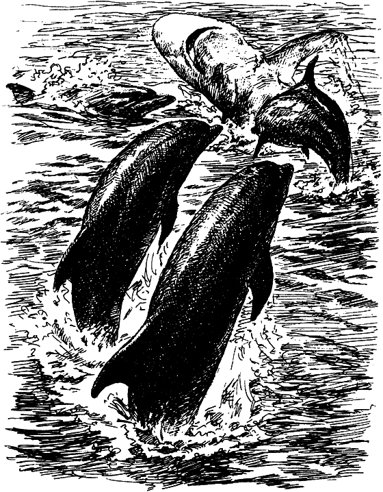 Могучий властелин морей. Чтобы не было в море тайн i_014.png