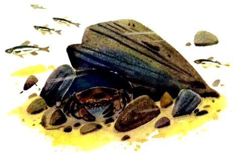 Крабишкин дом (с илл.) pic_11.jpg