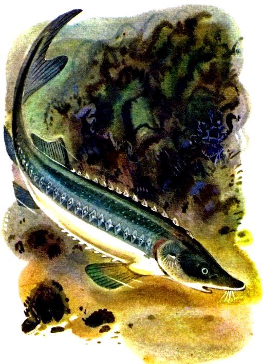 Крабишкин дом (с илл.) pic_9.jpg