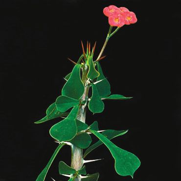 Суккуленты _103.jpg