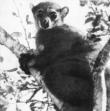 Приматы _2lepilemur.jpg