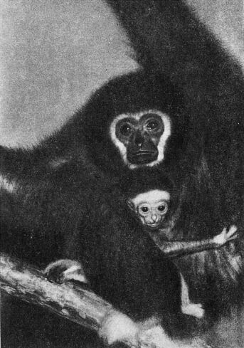 Приматы _2gibbon.jpg