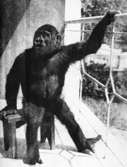 Приматы _2gorilla.jpg