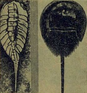 Следы на камне i_047.jpg