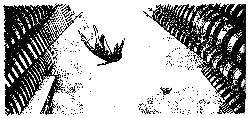 Боги в изгнании (с илл.) pic_4.png