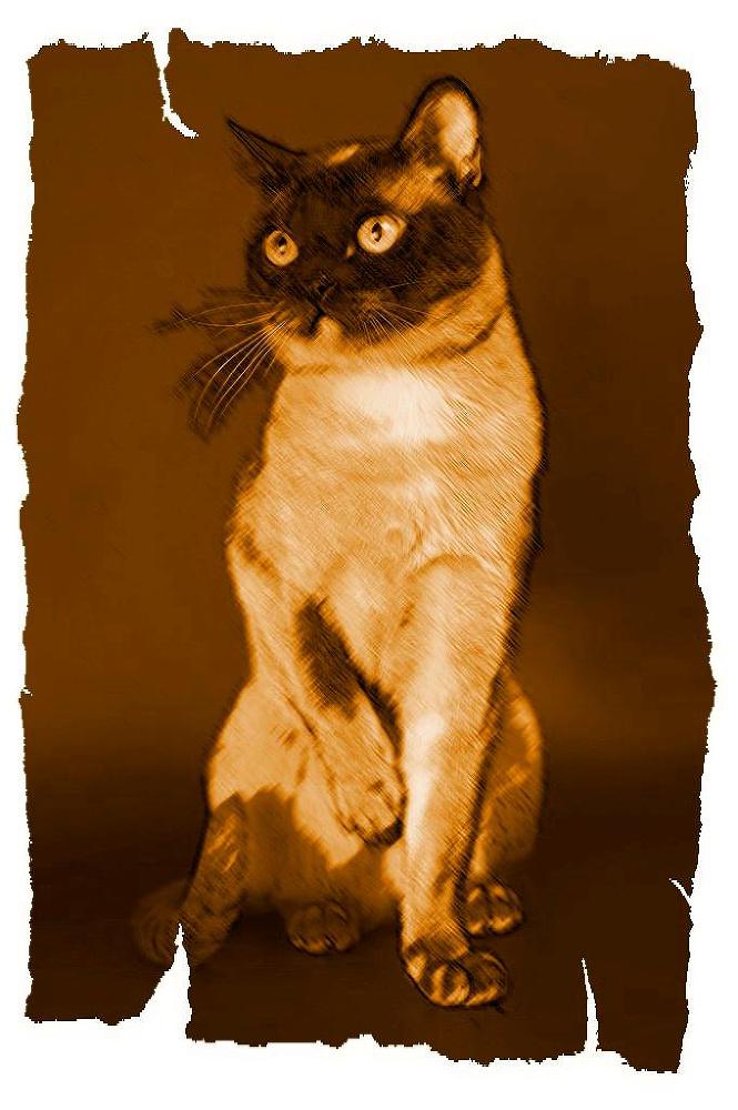 Кот из Датского королевства _2.jpg