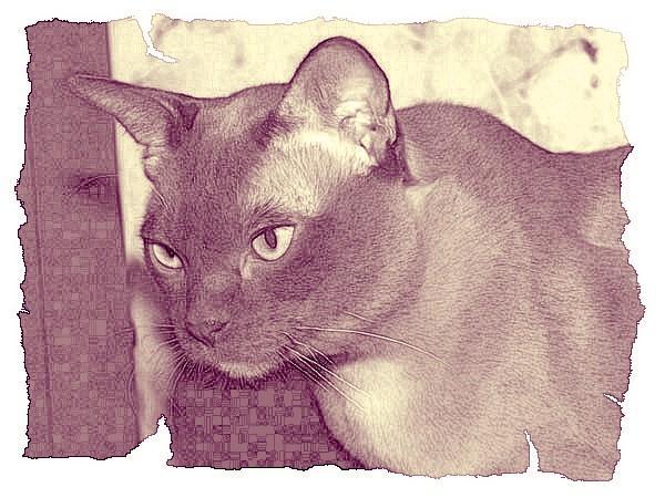 Кот из Датского королевства _22.jpg