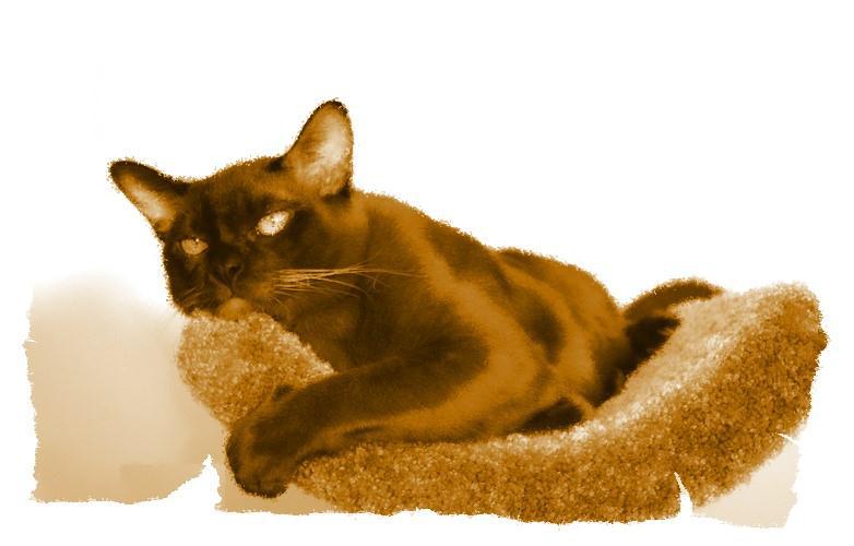 Кот из Датского королевства _24.jpg