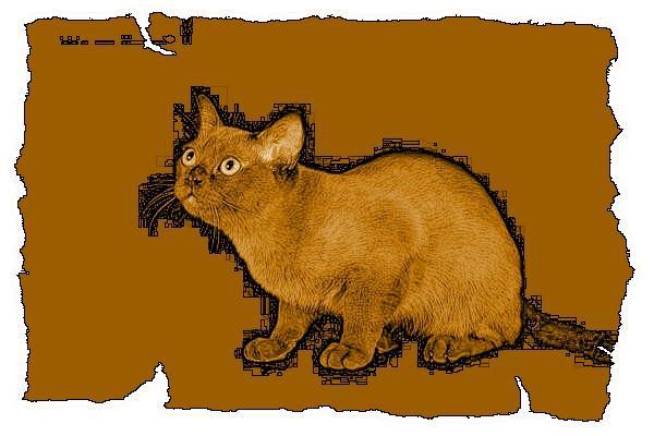 Кот из Датского королевства _26.jpg
