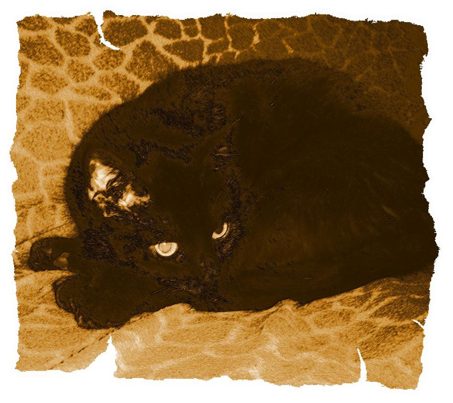 Кот из Датского королевства _29.jpg
