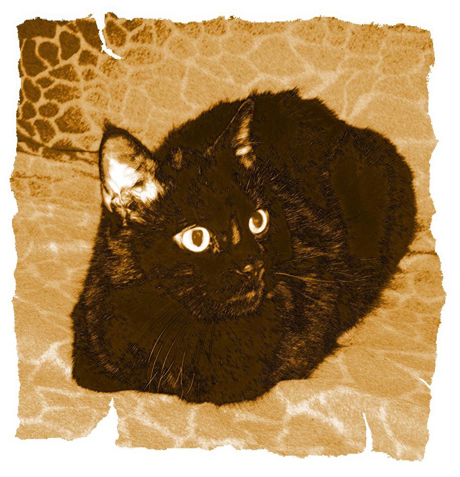 Кот из Датского королевства _31.jpg