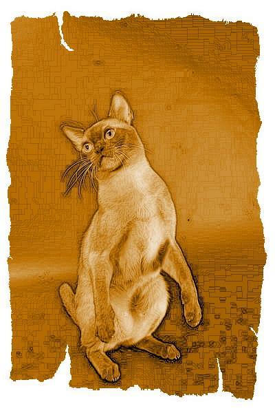 Кот из Датского королевства _6.jpg