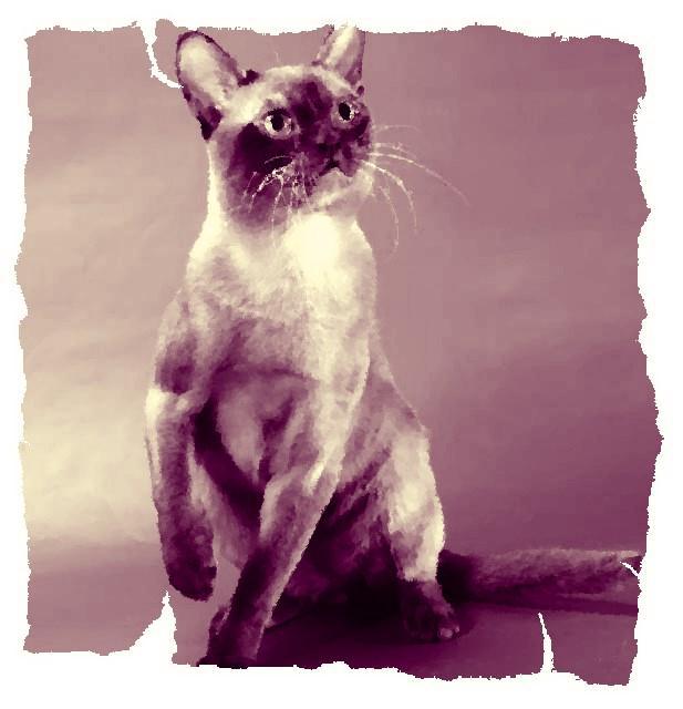 Кот из Датского королевства _10.jpg