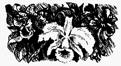 Охотники за орхидеями (илл. В. Юнк) pic_3.png