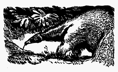 Охотники за орхидеями (илл. В. Юнк) pic_15.png