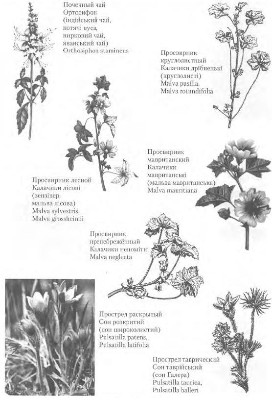 Золотые рецепты: фитотерапия от средних веков до наших дней i_102.jpg