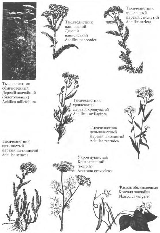 Золотые рецепты: фитотерапия от средних веков до наших дней i_116.jpg