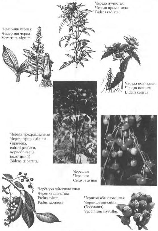 Золотые рецепты: фитотерапия от средних веков до наших дней i_120.jpg