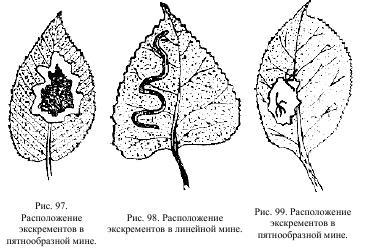 Приключения с насекомыми pic_52.jpg