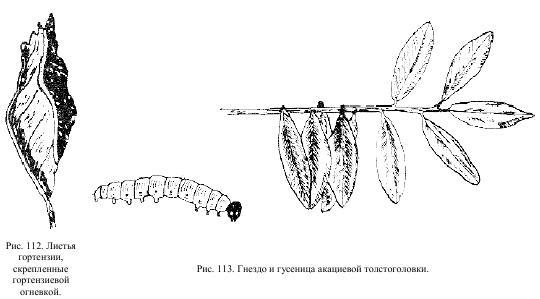 Приключения с насекомыми pic_61.jpg