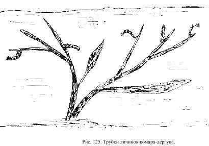 Приключения с насекомыми pic_68.jpg