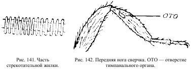 Приключения с насекомыми pic_76.jpg