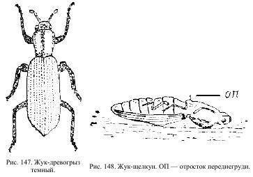 Приключения с насекомыми pic_79.jpg