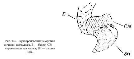 Приключения с насекомыми pic_80.jpg