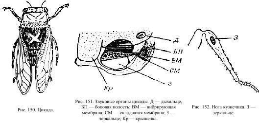 Приключения с насекомыми pic_81.jpg