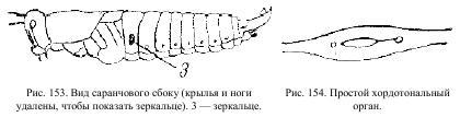 Приключения с насекомыми pic_82.jpg