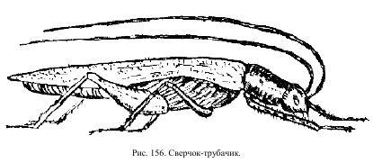 Приключения с насекомыми pic_84.jpg