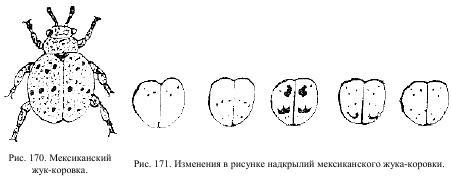 Приключения с насекомыми pic_92.jpg