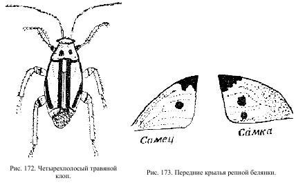Приключения с насекомыми pic_93.jpg