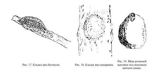 Приключения с насекомыми pic_10.jpg