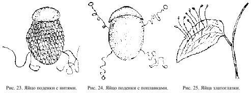 Приключения с насекомыми pic_13.jpg