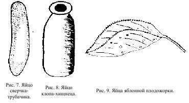 Приключения с насекомыми pic_6.jpg