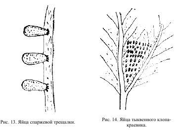 Приключения с насекомыми pic_8.jpg